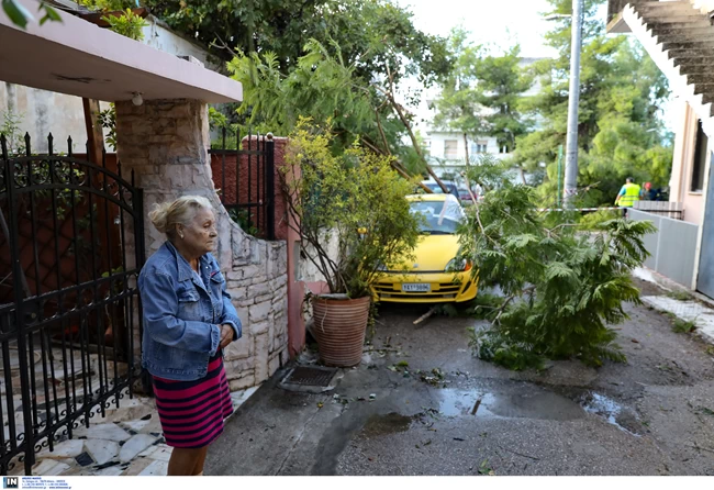 Δέντρα σε ΙΧ Κάτοικος