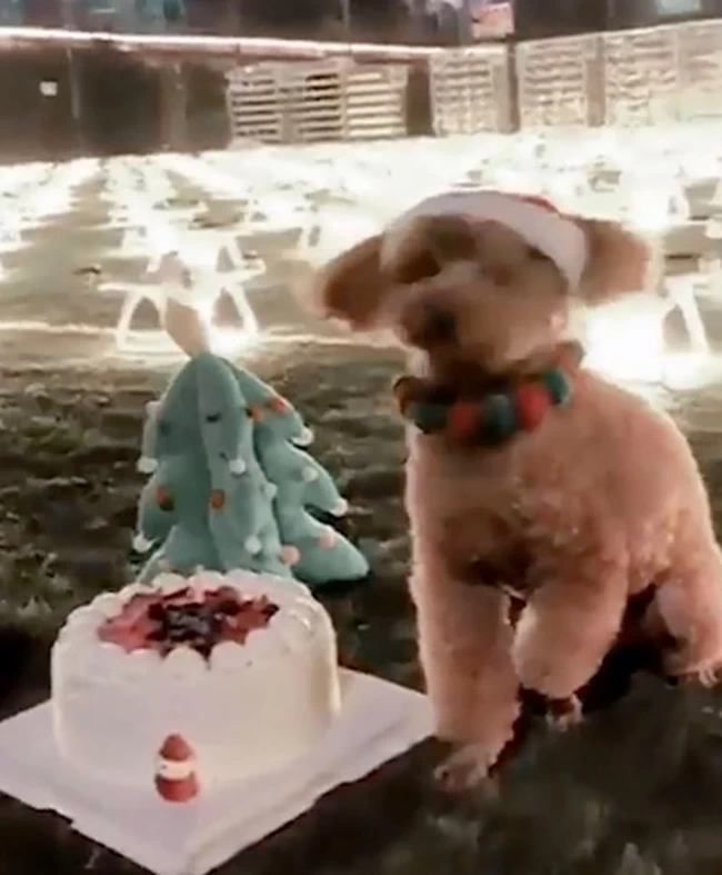 Κίνα: Μια μικρή περιουσία χάλασε γυναίκα για το σκυλάκι της - Σήκωσε 520 drones για να του πει Happy Birthday!