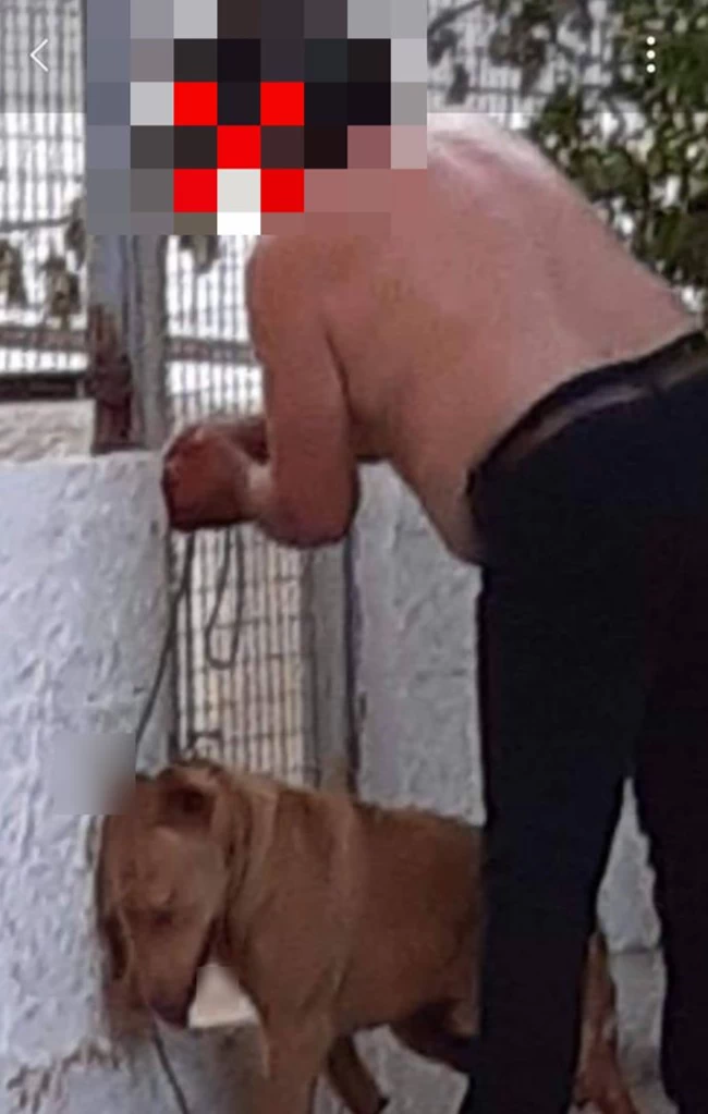 Κακοποίηση σκύλου Χανιά