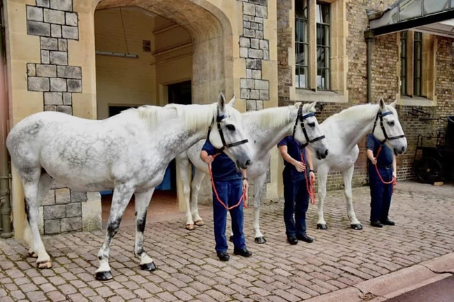 QUEEN HORSES