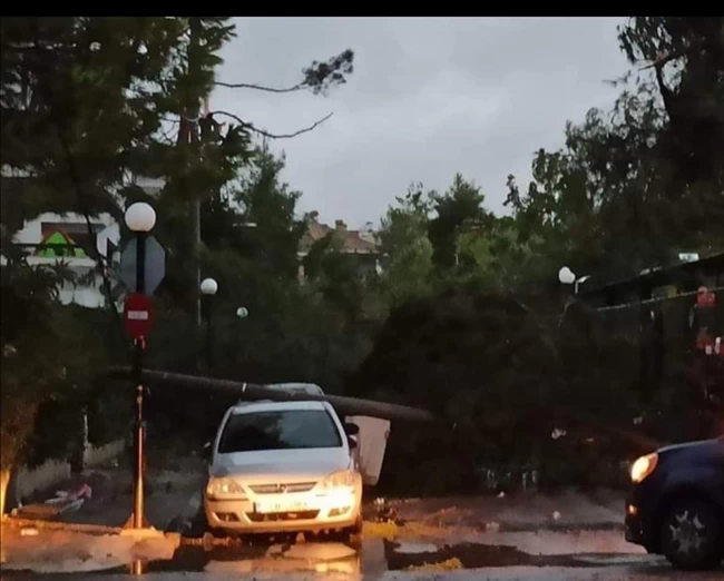 Δέντρο πάνω σε ΙΧ