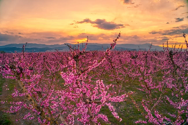 ΡΟΔΑΚΙΝΙΕΣ