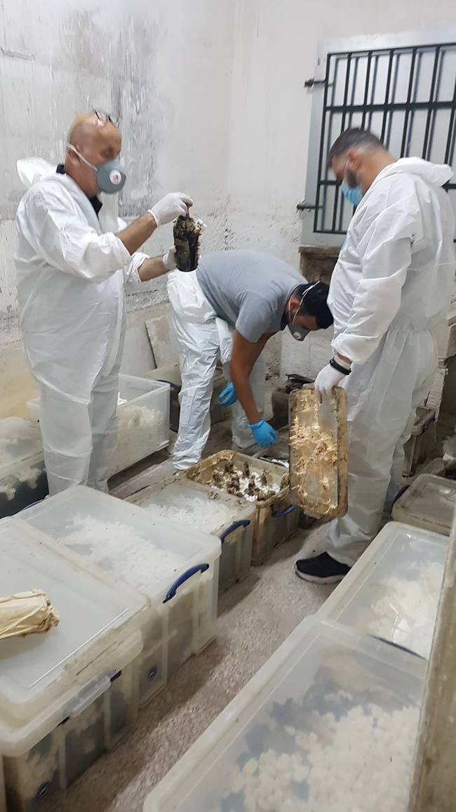 Τατόι κάβα