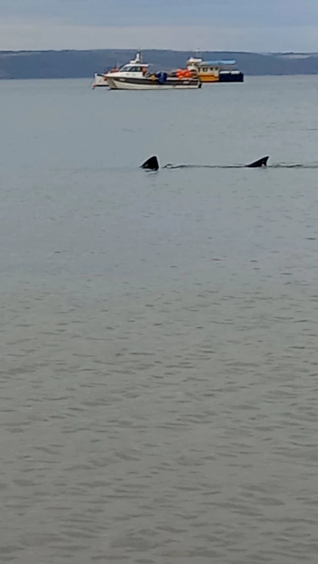 Πανικός σε παραλία της Κορνουάλης: Εμφανίστηκε καρχαρίας για πρώτη φορά μετά από 175 χρόνια [Βίντεο]