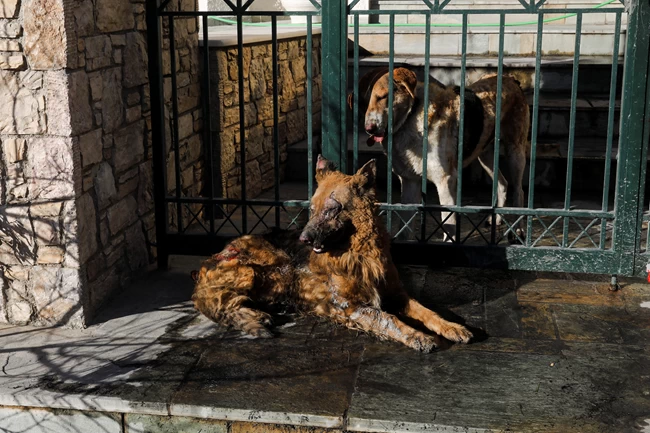 Reuters: Η φωτογραφία με το καμένο σκυλί στην Παλλήνη που συγκλονίζει