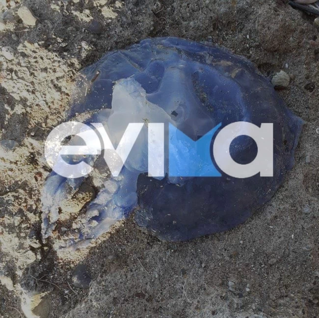 ΜΩΒ ΜΕΔΟΥΣΑ