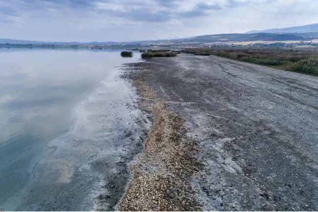 Η οικολογική καταστροφή στη λίμνη Κορώνεια-Χιλιάδες νεκρά ψάρια