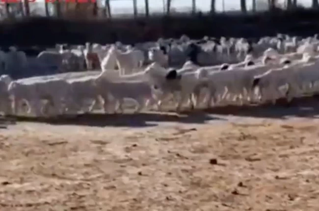ΚΙΝΑ ΠΡΟΒΑΤΑ