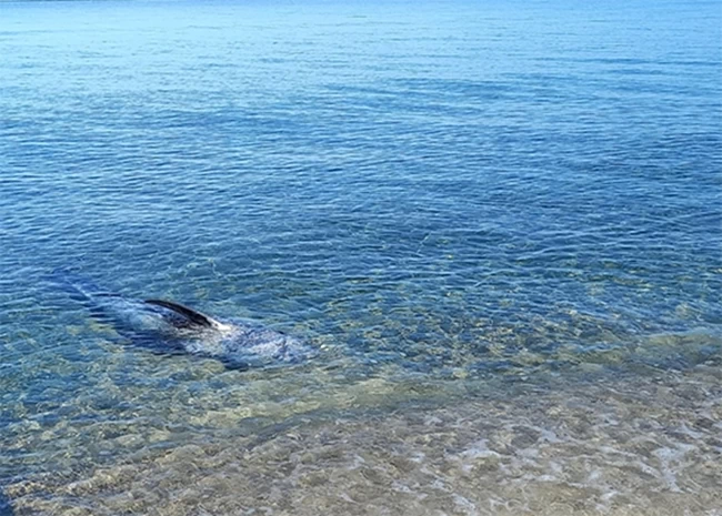 Κέρκυρα: Νεκρά δελφίνια στην παραλία της Αχαράβης