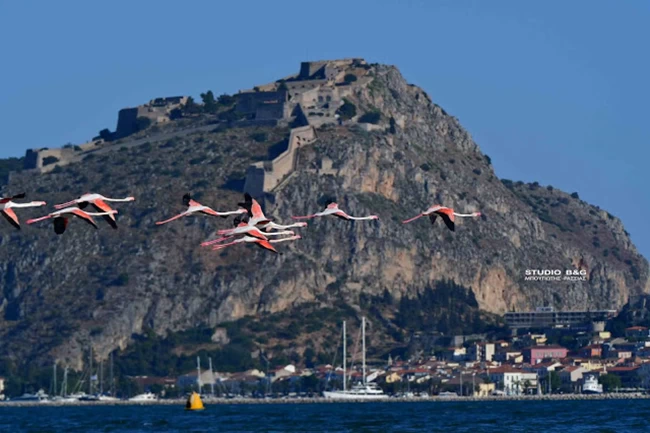 Φλαμίγκο
