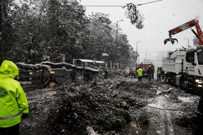 Πτώση δέντρου 2