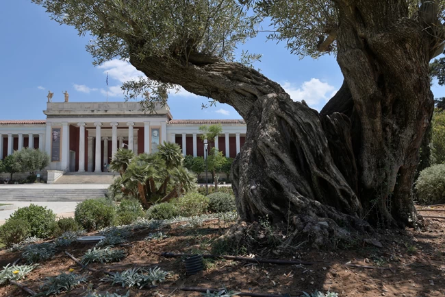Εθνικό Αρχαιολογικό Μουσείο: Ένας σπουδαίος βοτανικός κήπος γεννήθηκε στο προαύλιό του [εικόνες]