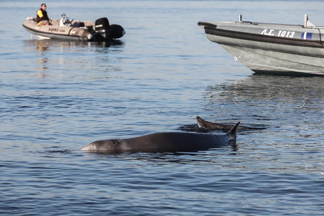 Τι είναι ο ζιφιός: Tο σπάνιο προστατευόμενο είδος φάλαινας που εντοπίστηκε στην παραλία του Αλίμου [εικόνες]