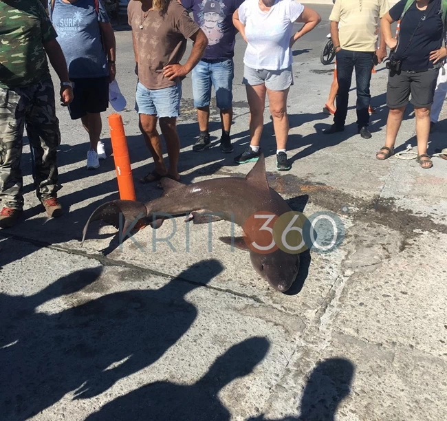 ΚΑΡΧΑΡΙΑΣ ΚΡΗΤΗ