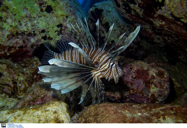 ΛΕΟΝΤΟΨΑΡΟ