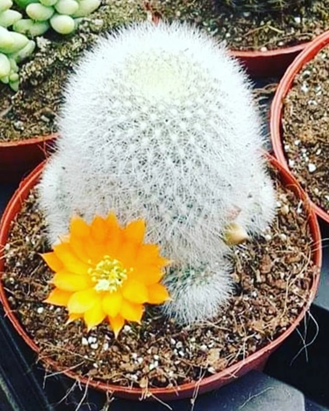 Cactus