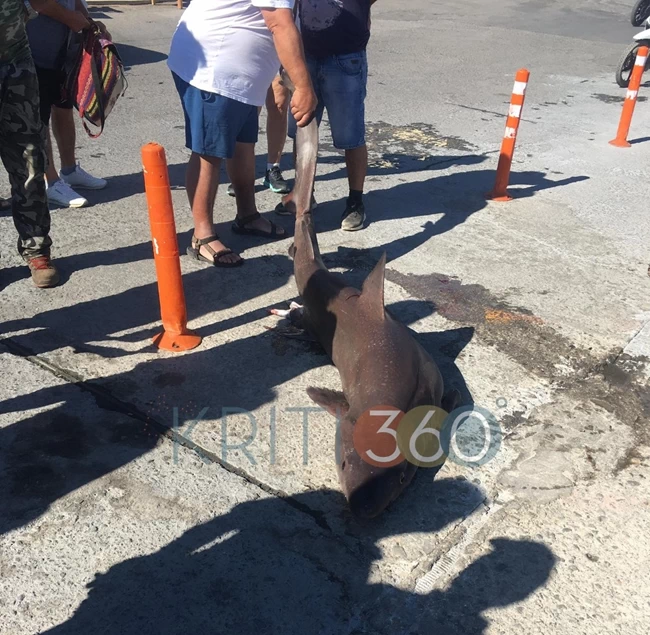 ΚΑΡΧΑΡΙΑΣ ΚΡΗΤΗ