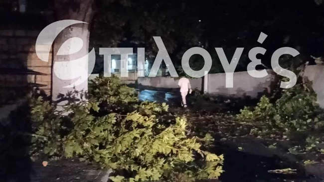 πλάτανος