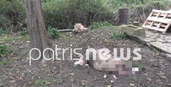 ΣΚΥΛΙΑ ΠΡΟΒΑΤΑ