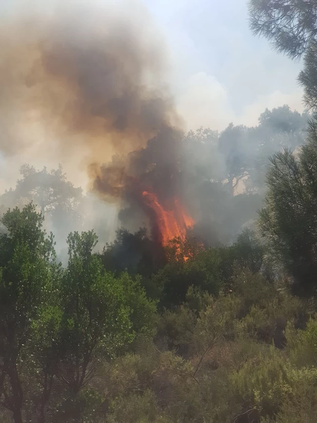 φωτιά Έβρος