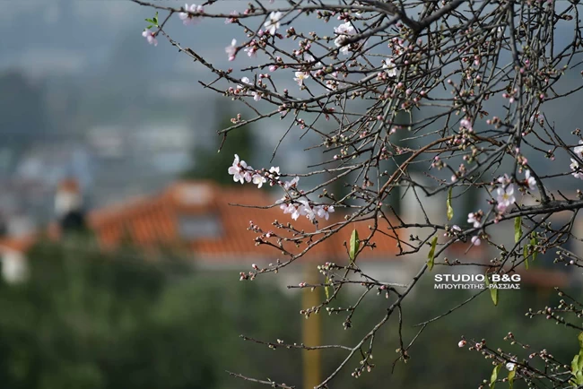 Ανθισμένη αμυγδαλιά