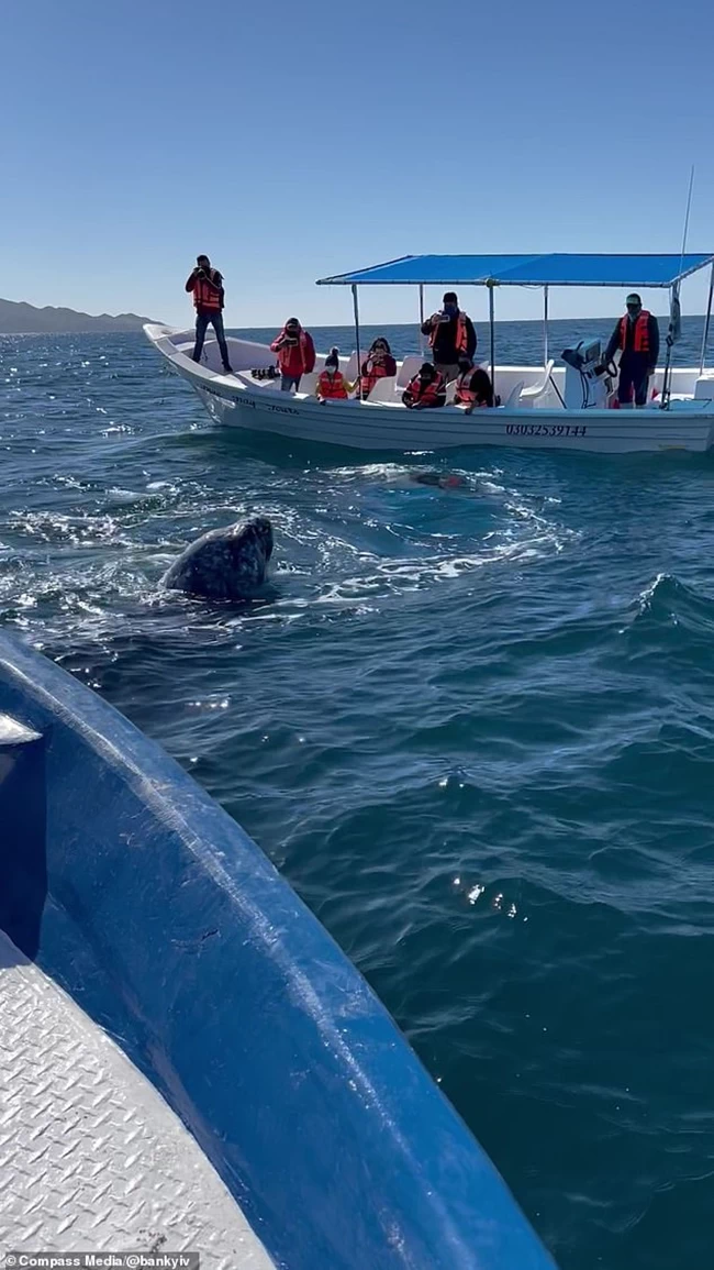 Φάλαινα Μεξικό τουρίστες