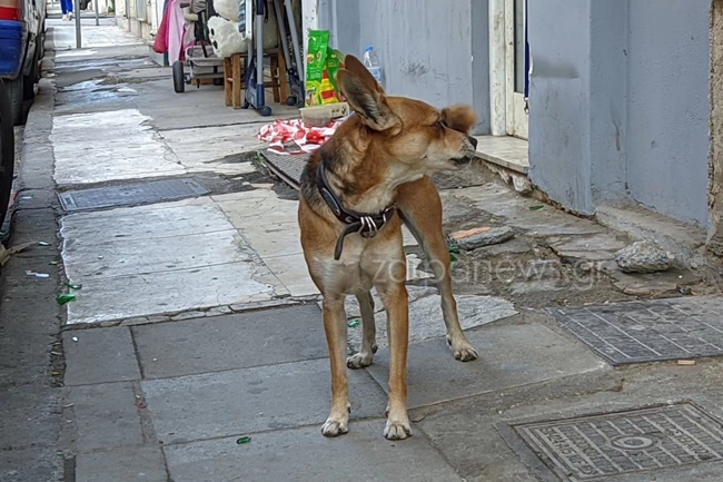 ΣΝΟΥΠΙ