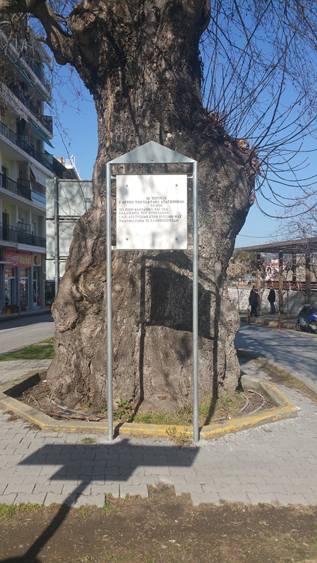 Πλάτανος 6