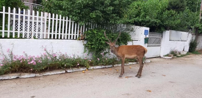 Αυτό κι αν είναι κτηνωδία: Σκότωσαν το ελαφάκι που ζούσε κοντά σε σπίτια στους πρόποδες της Πάρνηθας