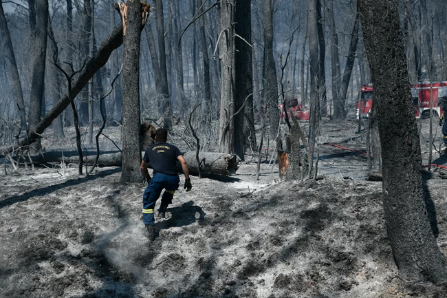Πάνω από 650.000 στρέμματα έγιναν στάχτη από τις τελευταίες φωτιές - Δορυφορικές εικόνες