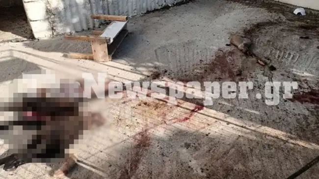 ΑΡΝΙ ΚΤΗΝΩΔΙΑ