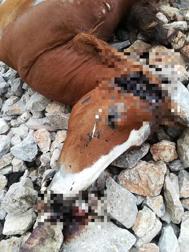 ΑΛΟΓΑ ΠΑΡΝΗΘΑ