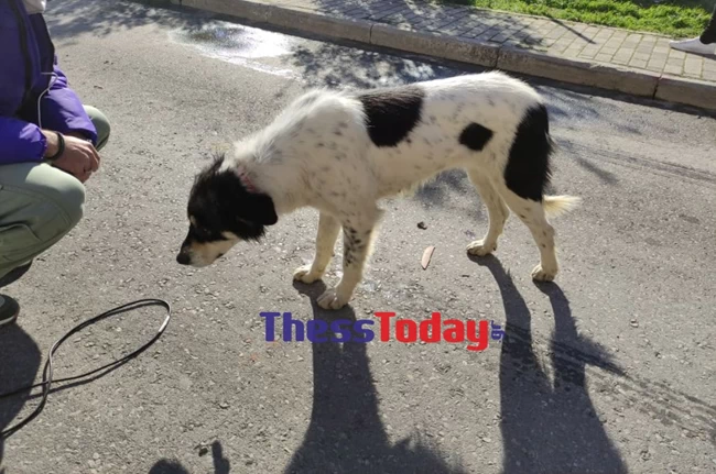 σκυλος οικογένειας πυρκαγια θεσσαλονίκη