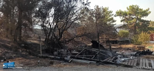 ροδος καμμενη έκταση