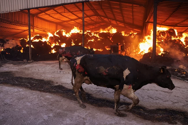 Συγκλονιστικές εικόνες του Reuters από τη φωτιά στο Σέσκλο Μαγνησίας: Μισοκαμένες αγελάδες τρέχουν να σωθούν