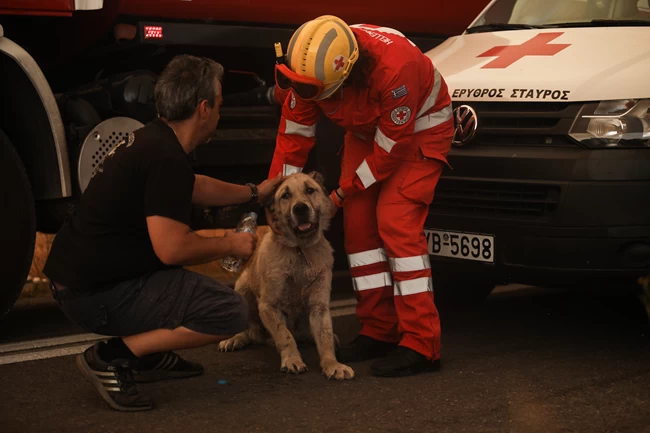 Εθελοντές του Ερυθρού Σταυρού σώζουν σκύλο στη φωτιά της Βαρυμπόμπης [εικόνες]