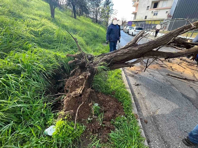 ΛΑΡΙΣΑ ΔΕΝΤΡΟ ΚΑΚΟΚΑΙΡΙΑ