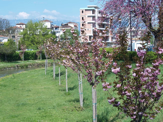 ΚΕΡΑΣΙΕΣ ΤΡΙΚΑΛΑ