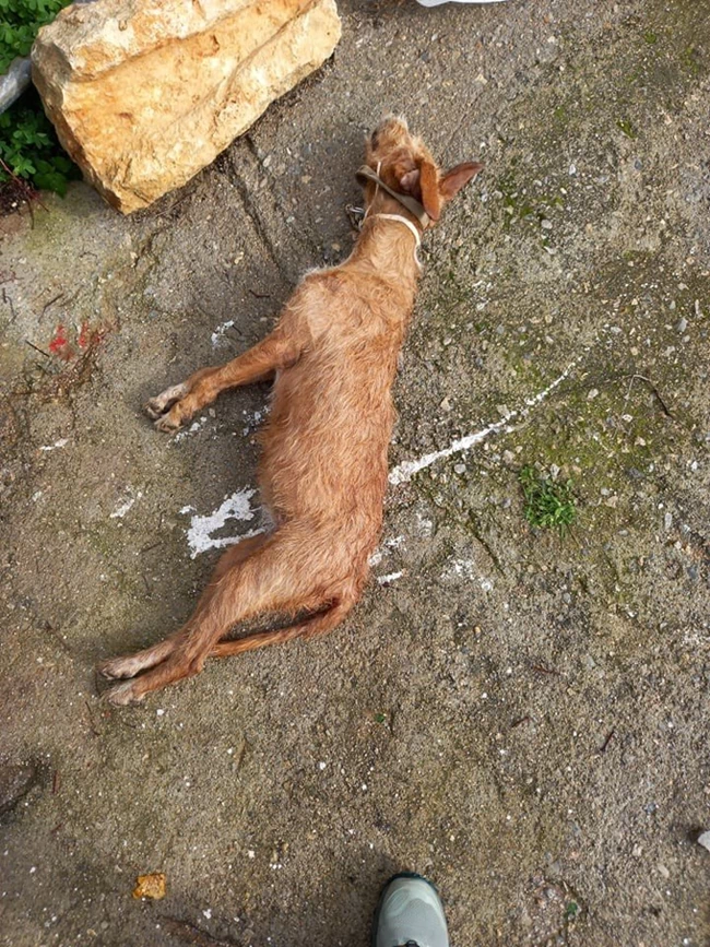 κυνηγοσκυλο