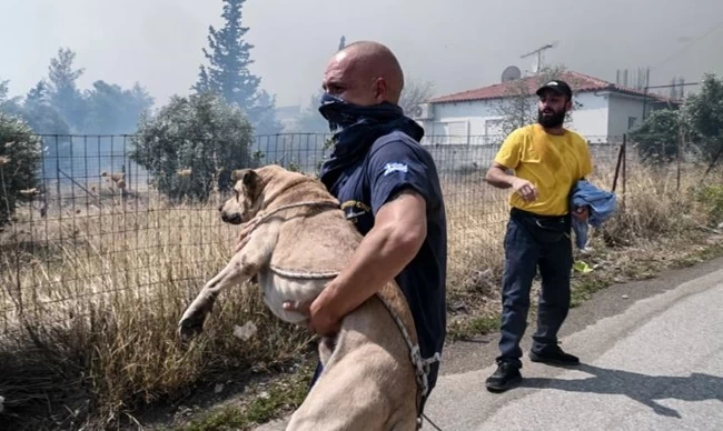 ΖΩΑ ΠΑΡΝΗΘΑ