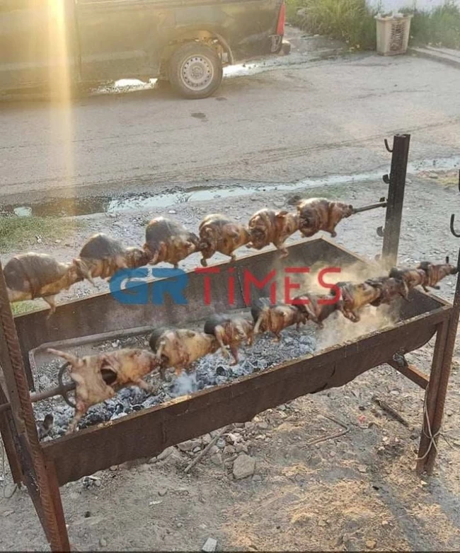 Σκατζόχοιροι