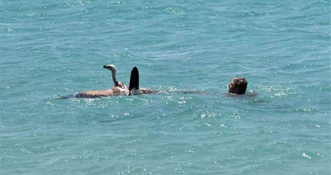 ΓΥΠΑΣ ΔΙΑΣΩΣΗ ΣΗΤΕΙΑ