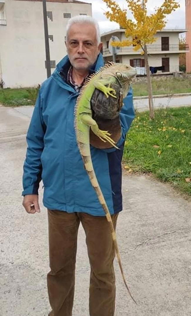 Ιγκουάνα