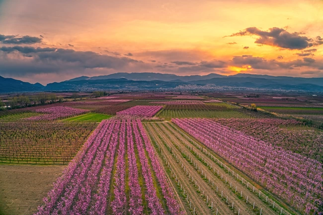 ΡΟΔΑΚΙΝΙΕΣ