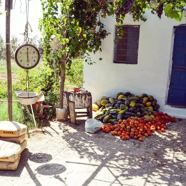 ΡΙΖΕΣ