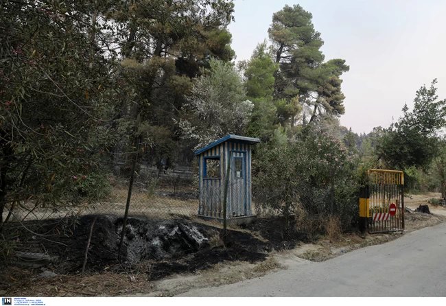 Τατόι φωτιά