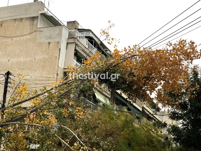 δεντρα