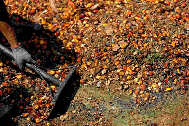 Φοινικέλαιο - Πλήρες εμπάργκο από την Ινδονησία στις εξαγωγές: Κίνδυνος για μεγάλες αναταράξεις στην αγορά