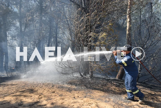 Πυρκαγιά στο δάσος των Θινών