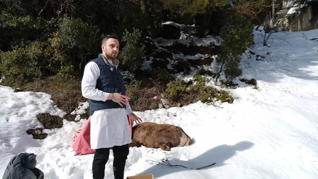 Ελάφι